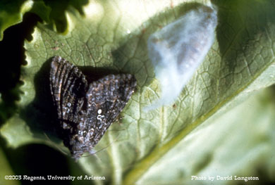 Newly emerged cabbage looper adult