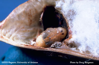 Bollworm pupae and cell in a boll
