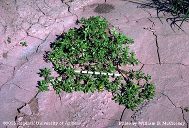 Photo of a Common purslane