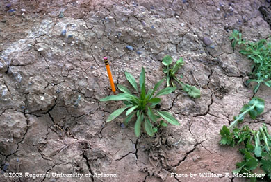 Photo of a horseweed