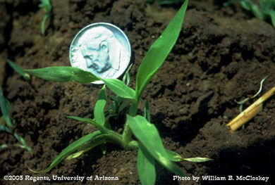 Photo of a Southwestern cupgrass