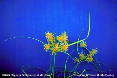 Photo of a  Yellow nutsedge seed head 