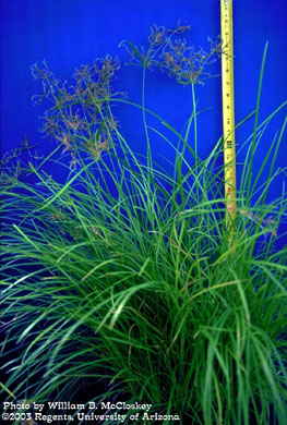 Photo of a Purple nutsedge
