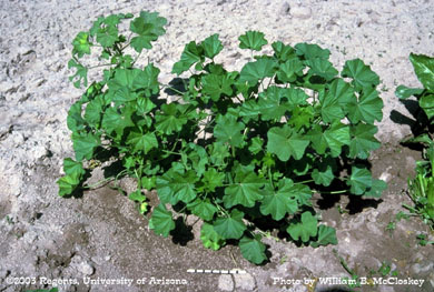 Photo of a Little mallow
