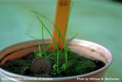 Photo of a bermudagrass 