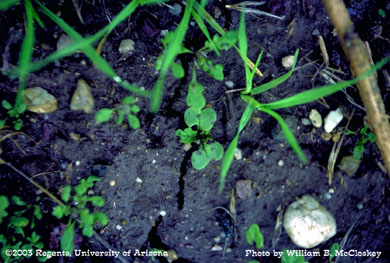 Photo of Black mustard 