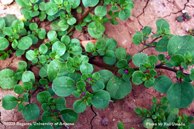 Photo of a horse purslane