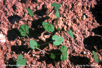 Photo of a little Mallow 