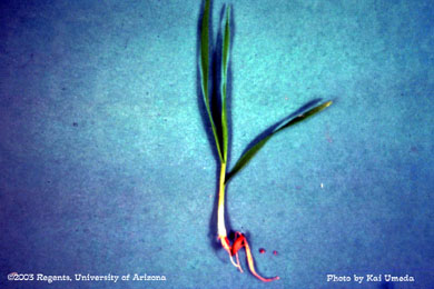 Photo of a wild oat