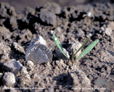 Photo of Silversheath knotweed