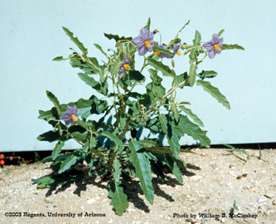 Photo of Silverleaf nightshade