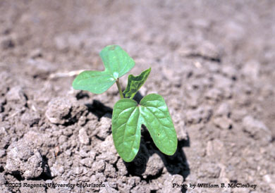 Photo of a Wooly morningglory