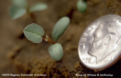 Photo of a Sweet clover