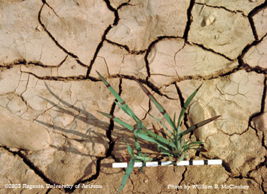 Photo of a Watergrass