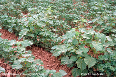 Photo of a velvetleaf 