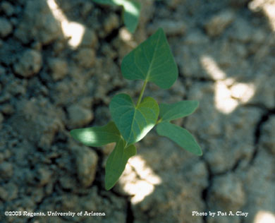Photo of a morningglory