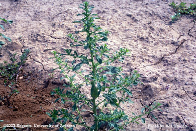 Photo of a tumble pigweed 