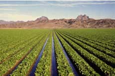 Photo of field of lettuce in Yuma