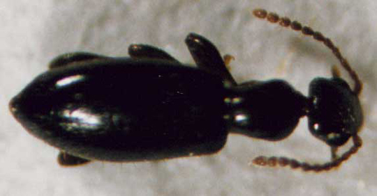 Photo of Coleoptera: Anthicidae 
