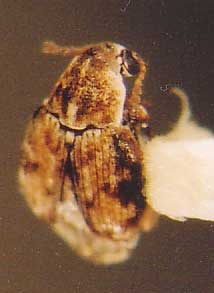 Photo of Coleoptera: Bruchidae 
