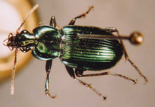 Photo of Coleoptera: Carabidae 