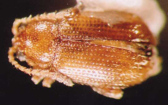 Photo of Coleoptera: Chrysomelidae 