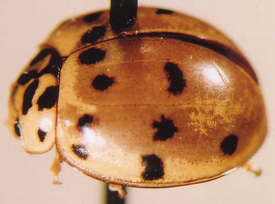 Photo of Coleoptera: Coccinellidae 