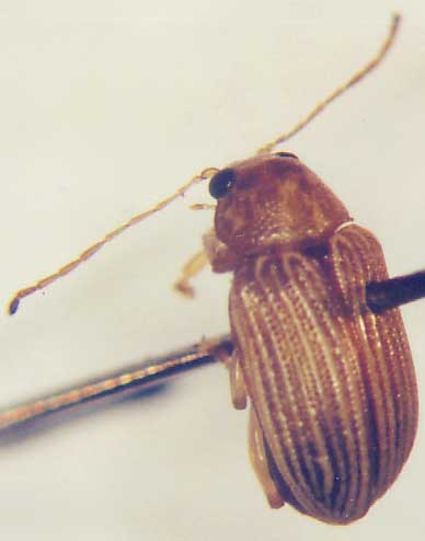 Photo of Coleoptera: Chrysomelidae Colaspis 