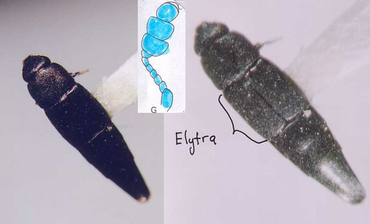 Photo of Coleoptera: Nitidulidae Conotelus mexicanus 