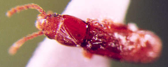Photo of Coleoptera:Cucujidae ? 