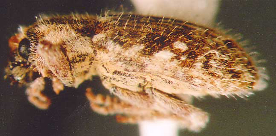 Photo of Coleoptera: Curculionidae 