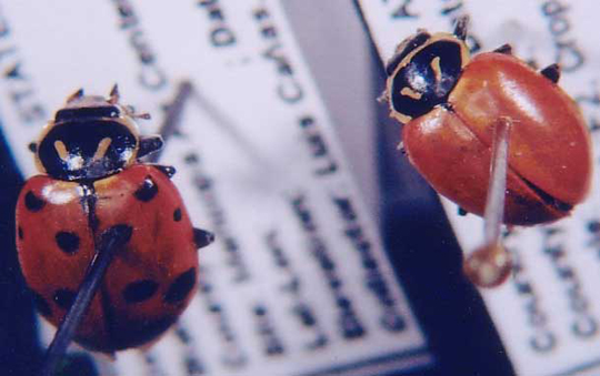 Photo of Coleoptera: Coccinellidae Hippodamia convergens