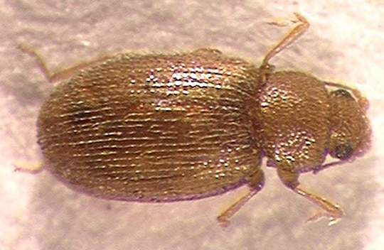 Photo of Coleoptera: Lathrididae