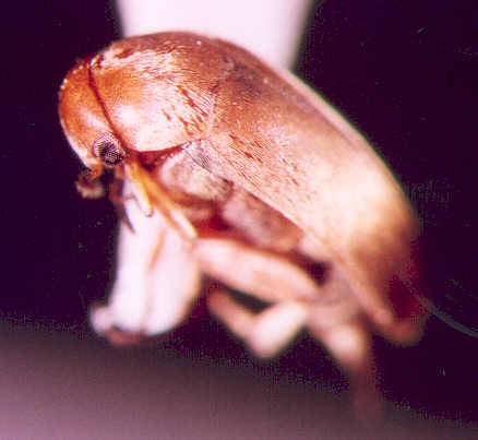 Photo of Coleoptera: Mordellidae 
