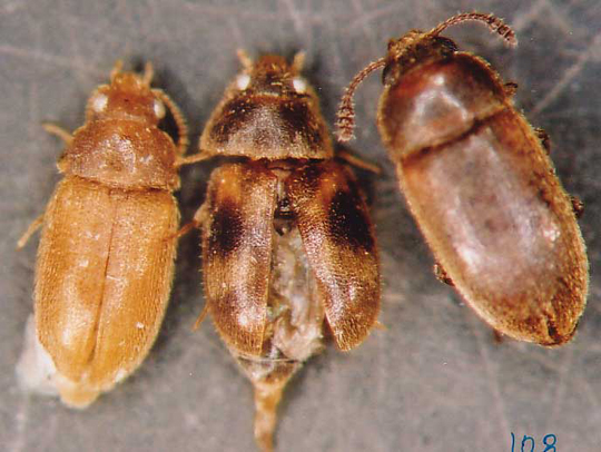 Photo of Coleoptera: Mycetophagidae 