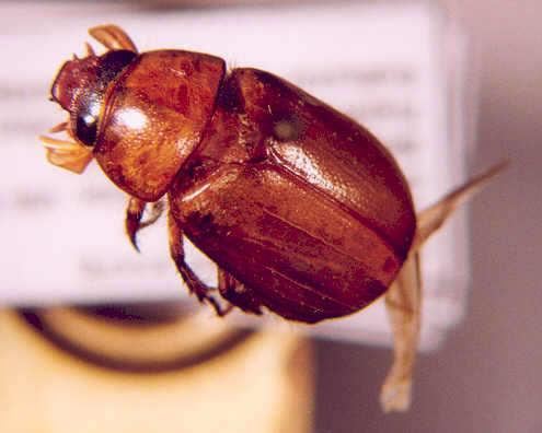 Photo of Coleoptera: Scarabaeidae