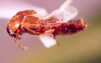 Photo of Coleoptera: Staphylinidae 