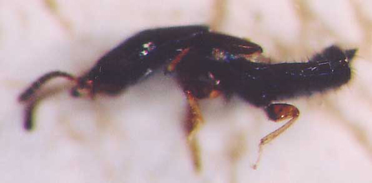Photo of Coleoptera: Staphylinidae 