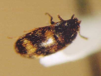 Photo of Coleoptera: Unknown 