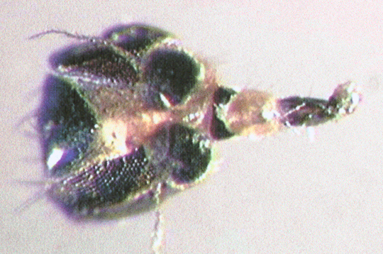 Photo of Diptera:Chloropidae: Oscinellinae ? 