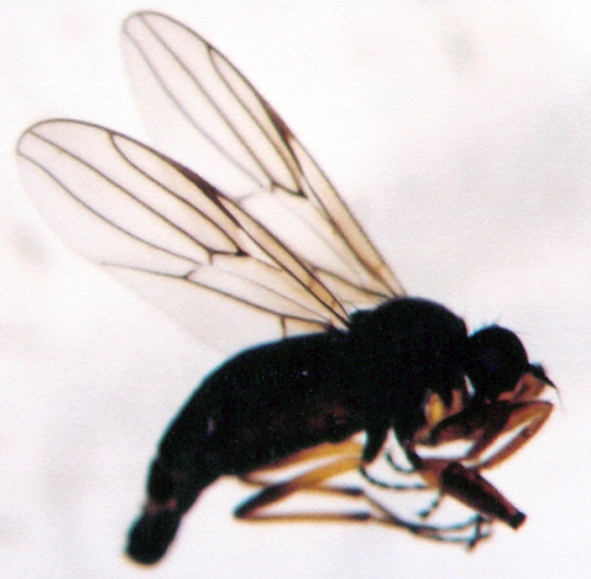 Photo of Diptera: Unknown 