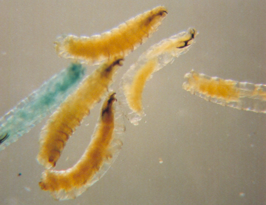 Photo of Diptera larvae 