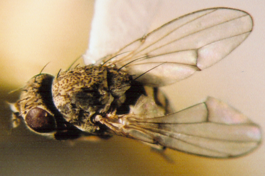 Photo of Diptera: Unknown 