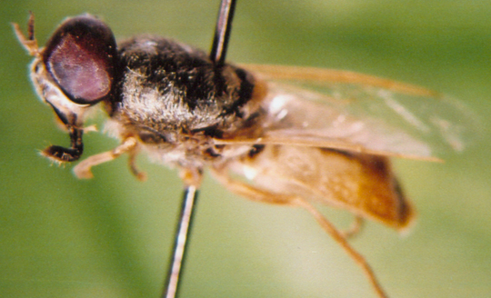 Photo of Diptera: Unknown 