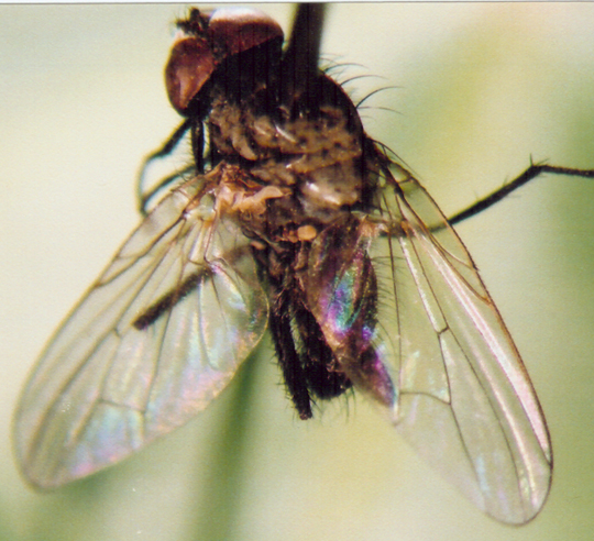Photo of Diptera: Unknown 