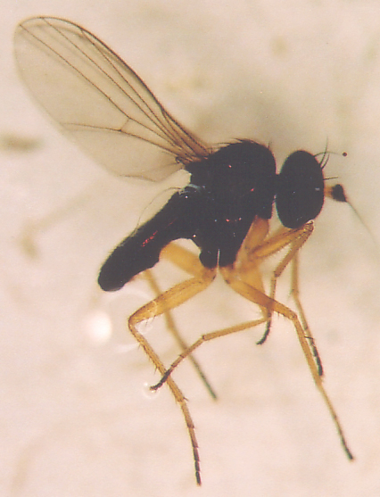 Photo of Diptera: Dolichopodidae 