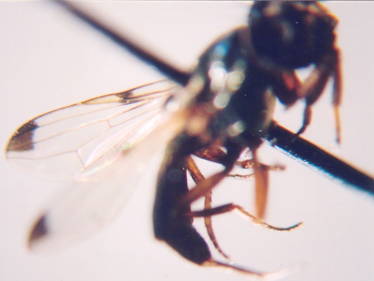 Photo of Diptera: Otitidae 