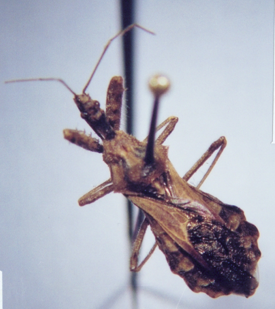 Photo of Hemiptera: Reduviidae 