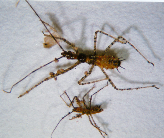 Photo of Hemiptera: Reduviidae 