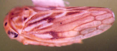 Photo of Homoptera: Cicadellidae 